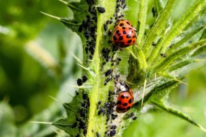 ladybugs feeding