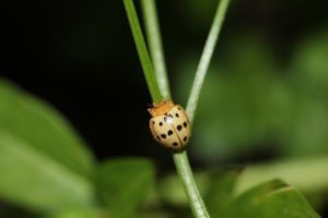 mexican bean beetle