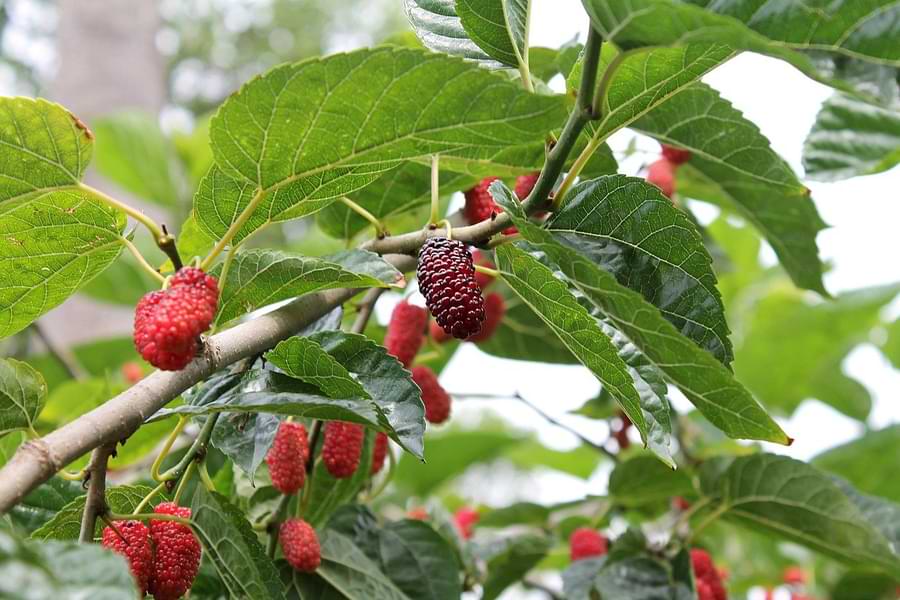 mulberry bush and fruit