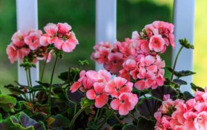 pink geranium