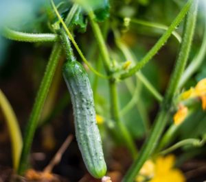 plants that attract ladybugs - zucchini