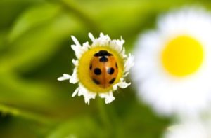 plants that ladybugs love