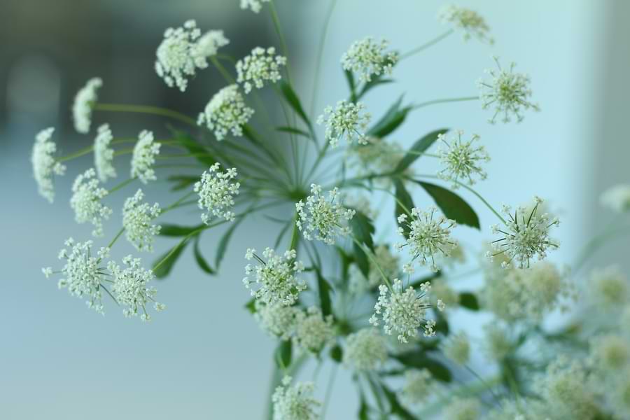 plants that ladybugs love - angelica