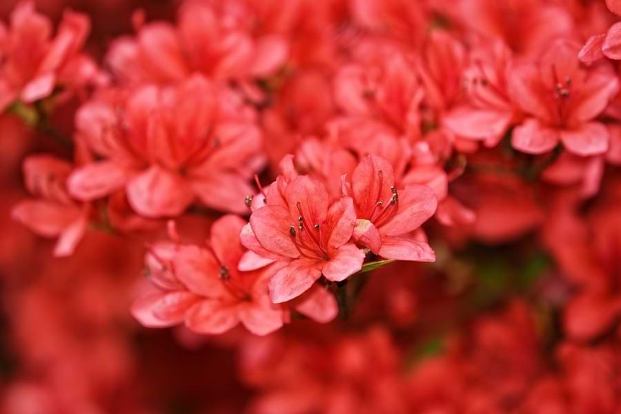 plants that ladybugs love - azaleas