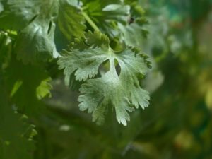 plants that ladybugs love - cilantro - coriander