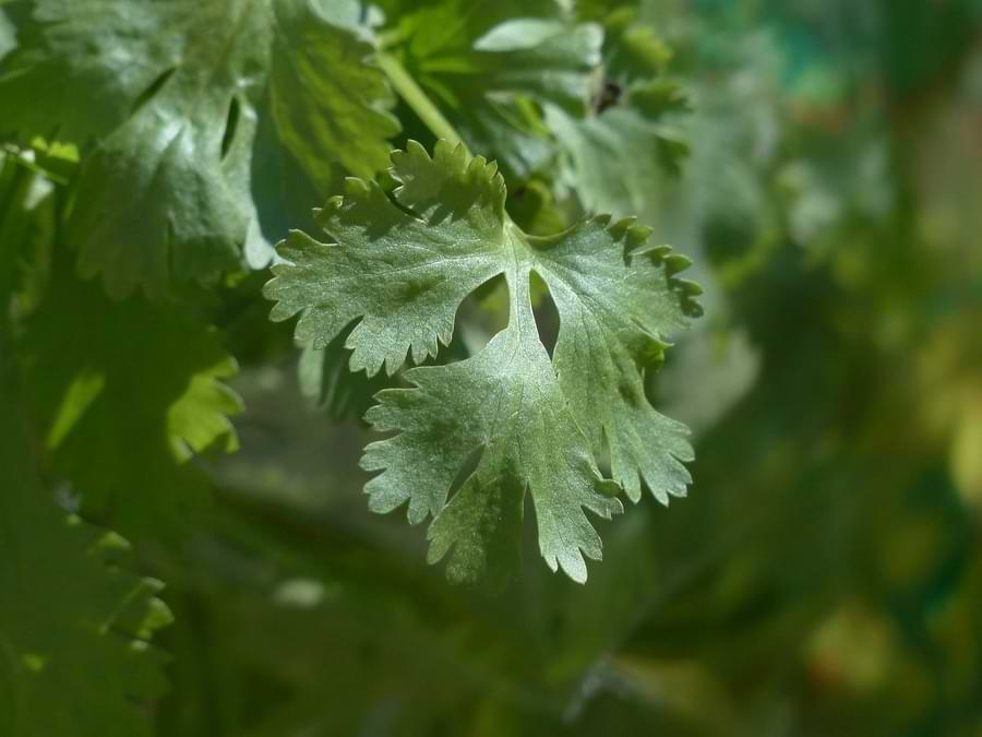  plants that ladybugs love - cilantro - coriander