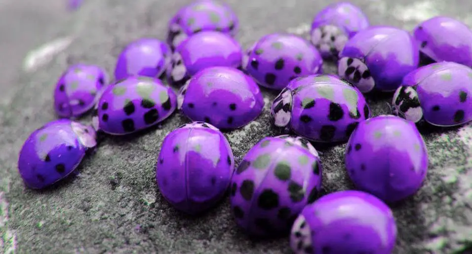 purple ladybug