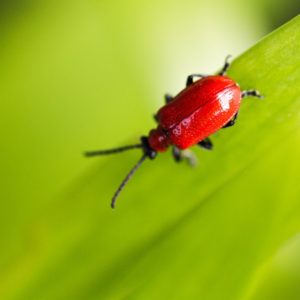 scarlet lily beetle