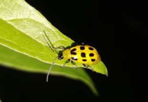 spotted cucumber beetle