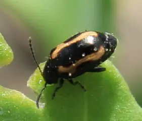 striped flea beetle