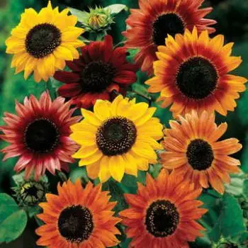 sunflower mix