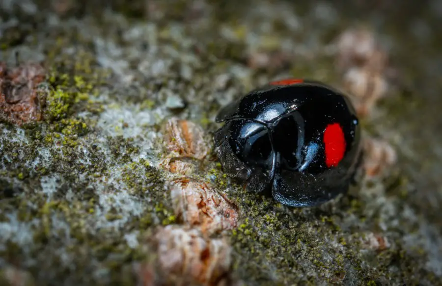 kidney spot ladybug