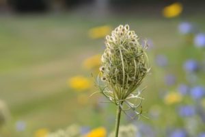 wild carrots