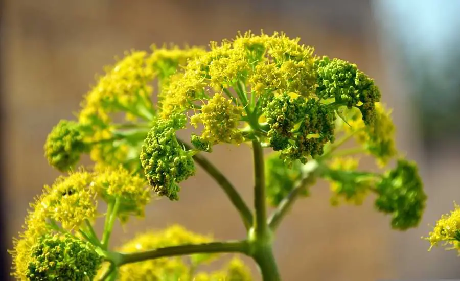 wild fennel plant