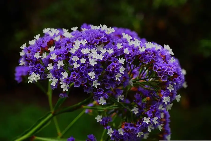 winged sea lavender