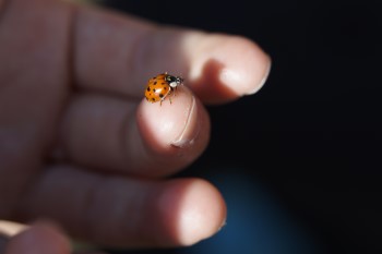 101 guide to ladybugs