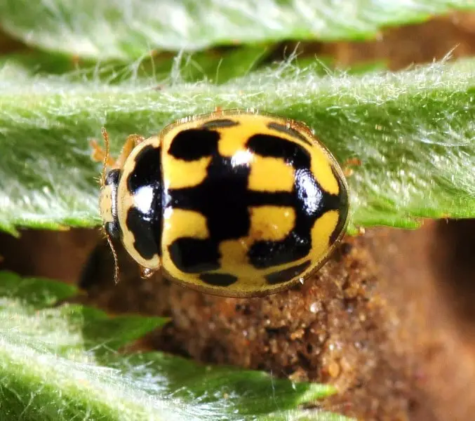 14 spotted ladybug