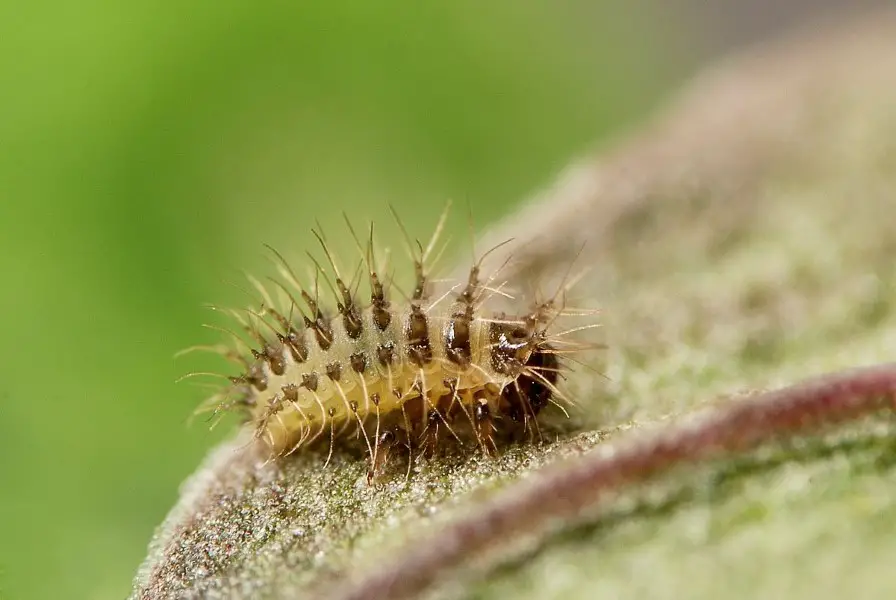 24 spotted ladybird larva