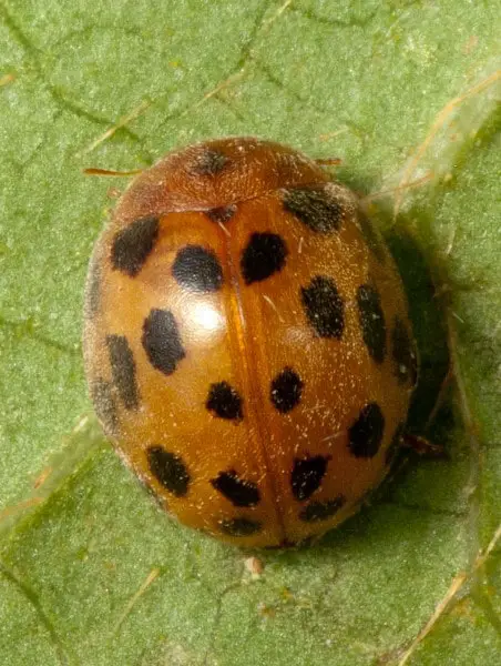24 spotted ladybug adult