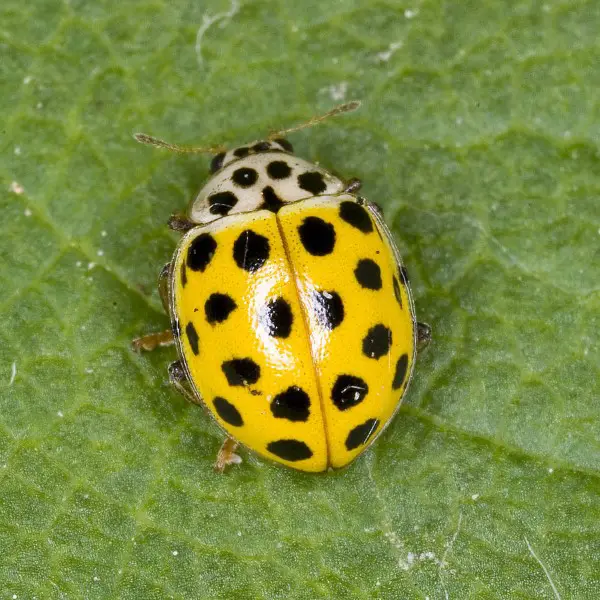 22 spot ladybug
