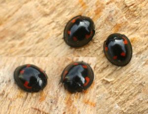 pine ladybird - wikipedia