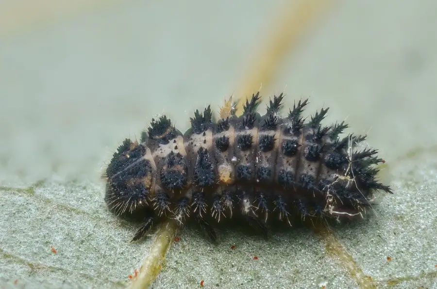 pine ladybird