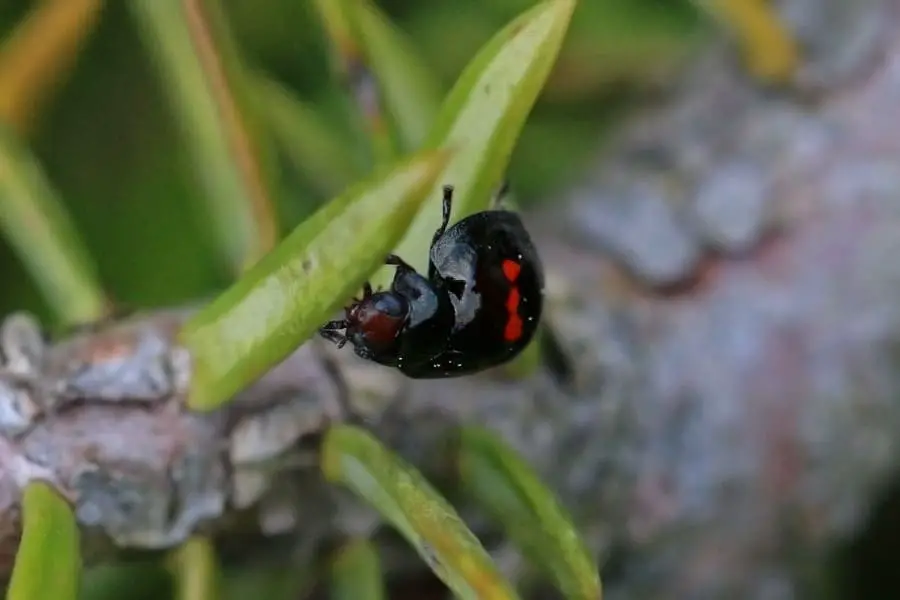 Heather ladybird - Chilocorus bipustulatus