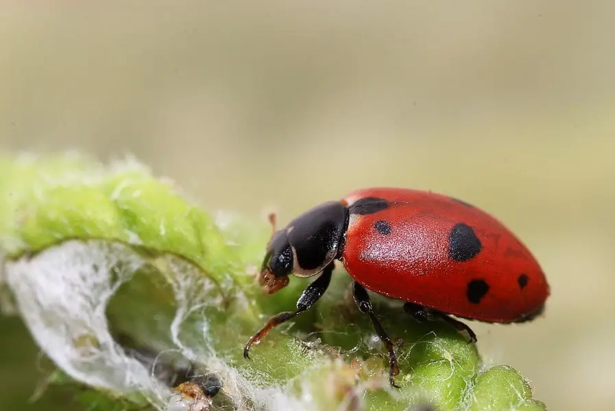 Hippodamia variegata