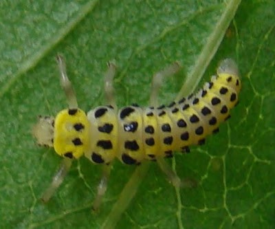 Orange_ladybird_larva