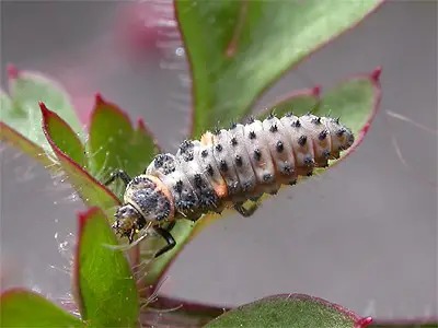adonis ladybird larva