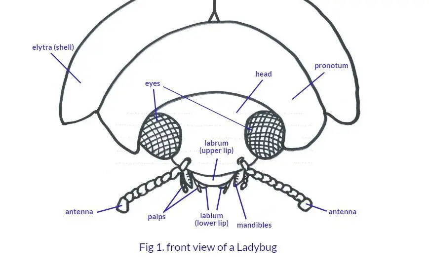 Fig 1. front view of a Ladybug, labeling the anatomy of the ladybug face