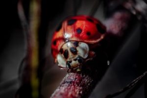 asian lady beetle vs ladybug