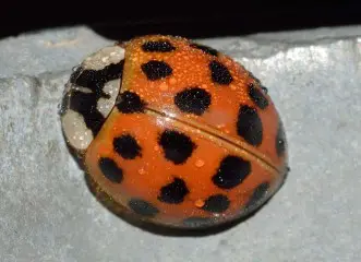 orange asian lady beetle