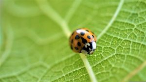 asian ladybug