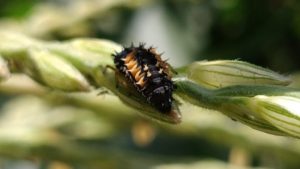 asian lady beetle larva