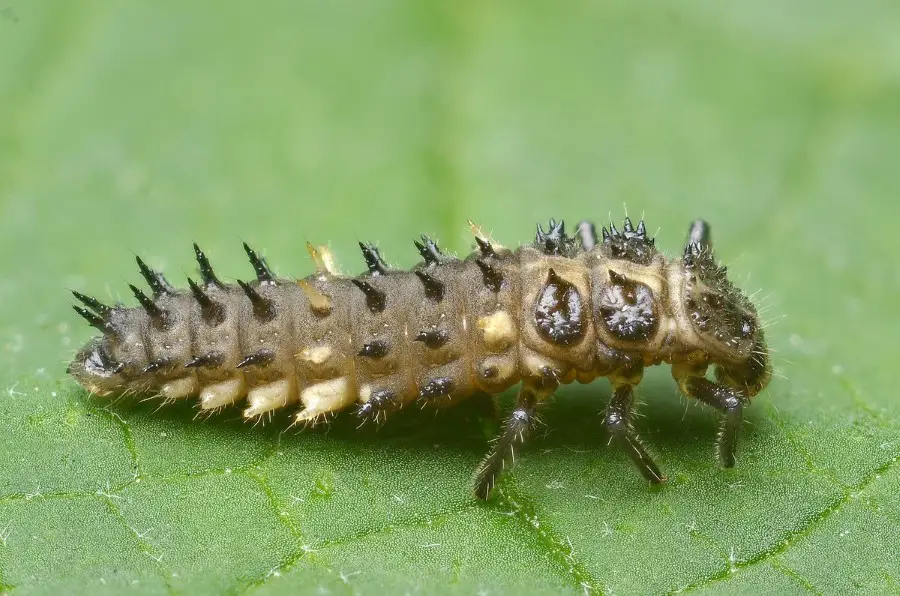 cream spot ladybug larva