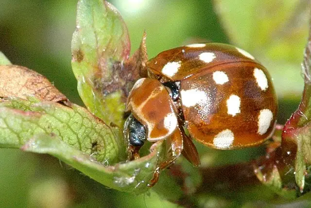 cream spotted ladybird adult