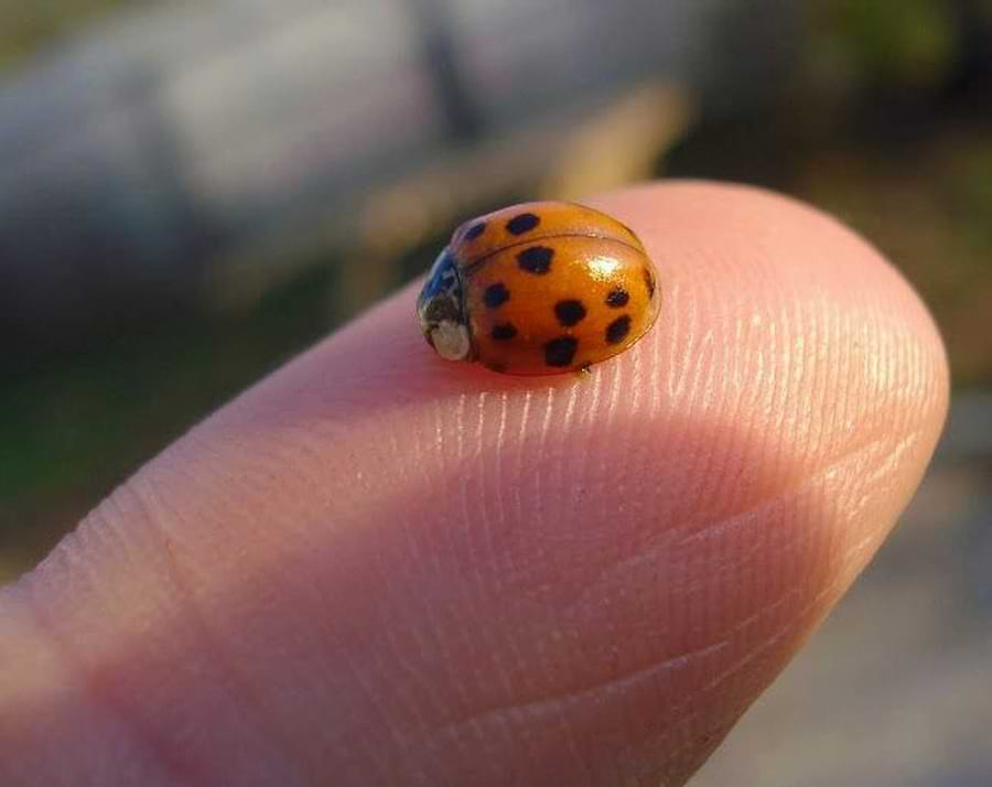 do ladybugs bite