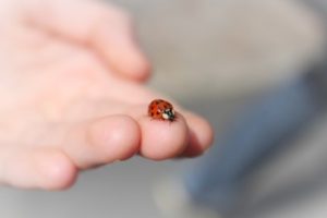 do ladybugs bite