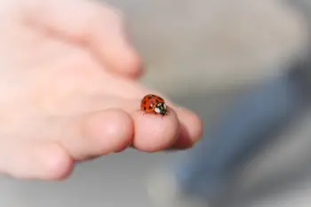 do ladybugs bite