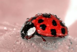 do ladybugs drink water