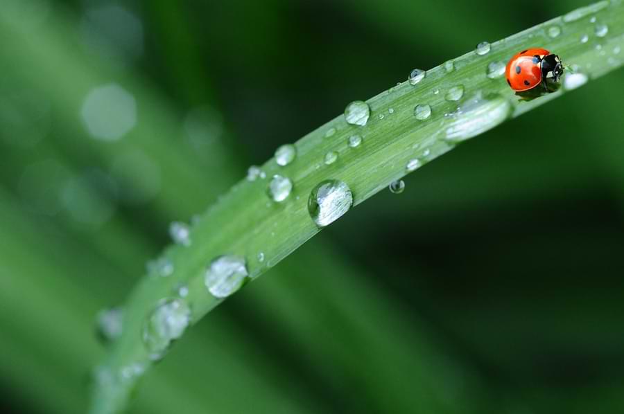 do ladybugs drink water