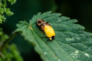 emerging ladybird adult