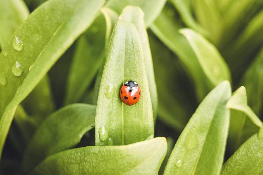 Ladybug male or female: female ladybug