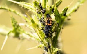 harlequin asian lady beetle