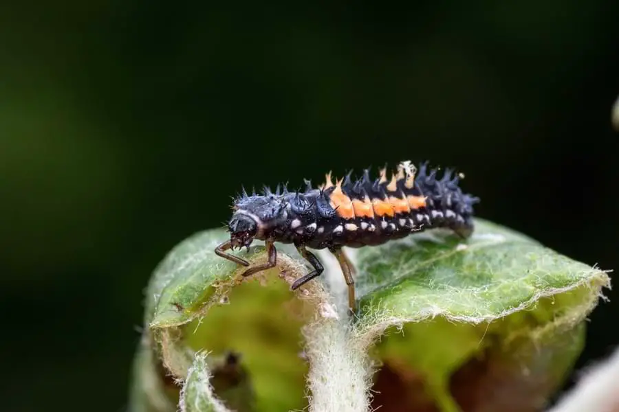 harmonia axyridis (Asian ladybug) larva