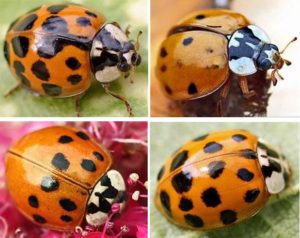 harmonia axyridis variants