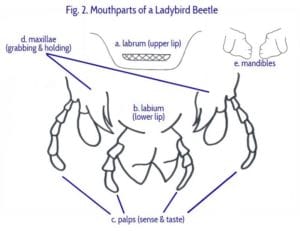 labeled-mouth-parts-of-a-ladybird-beetle