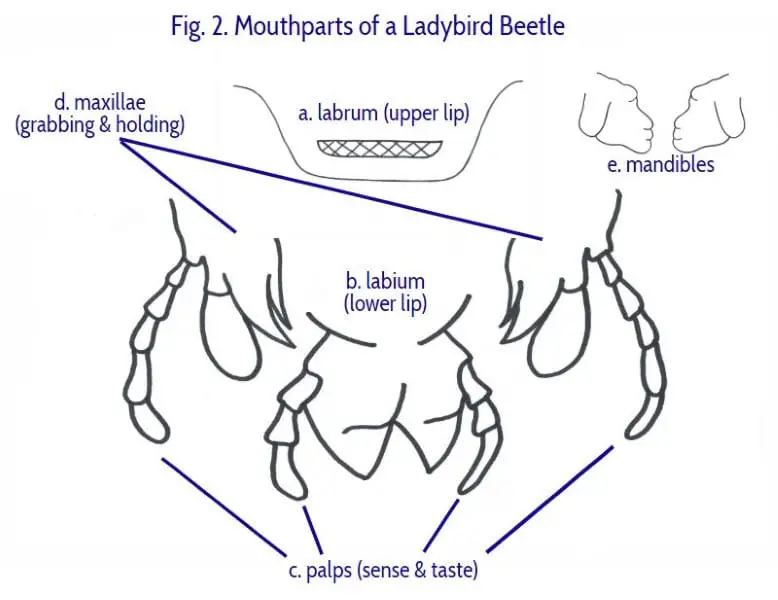 labeled-mouth-parts-of-a-ladybird-beetle