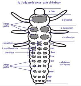 lady beetle larvae - parts of the body